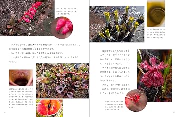 たくさんのふしぎ　ギアナ高地　謎の山　テプイ　南米　固有生物　寺沢孝毅　 福音館 91FzL2f+PIS._AC_UF350,